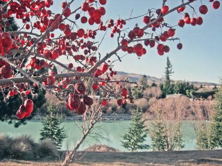 Cherry Blossom Tree