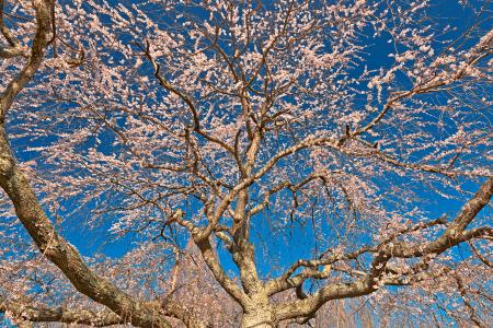 Cherry Blossom Tree Close-up - HDR