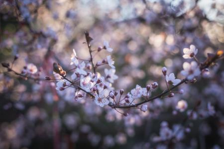 Cherry Blossoms Close Up Photography