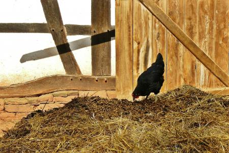 Chicken finding its food