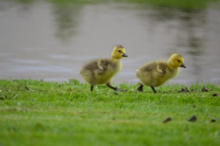 Chicks