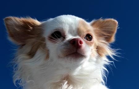 Chihuahua Closeup