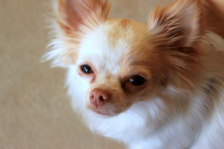 Chihuahua Closeup