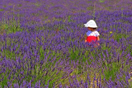 Child in a lavender plantation