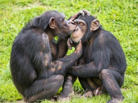 Chimp Couple