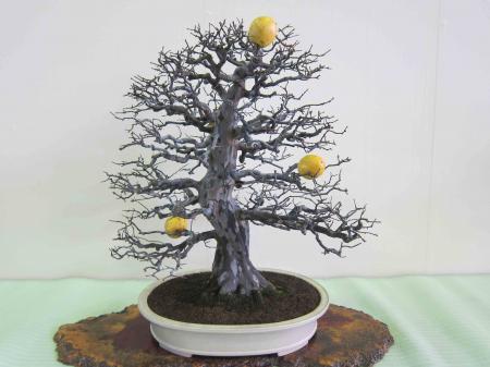 Quince bonsai tree