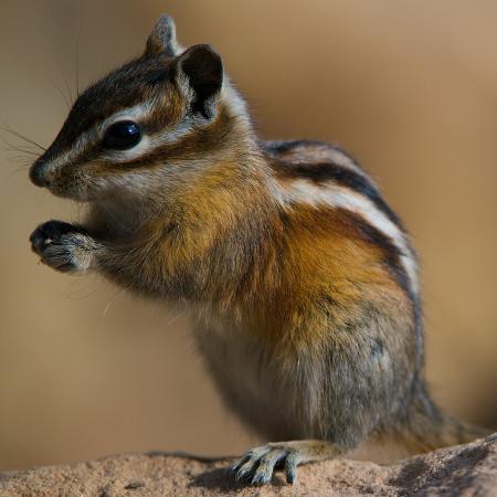 Chipmunk Closeup