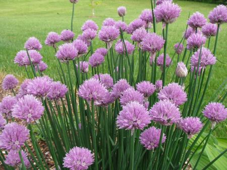 Chives Flowers