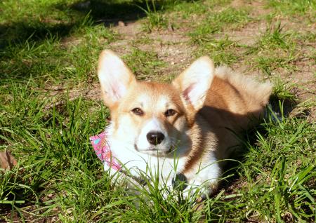 Chlling in the grass