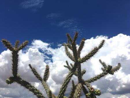 Cholla and Sky