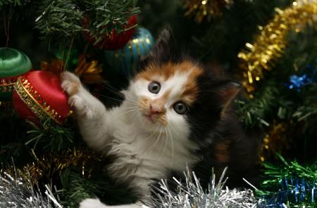 Kitten in Christmas