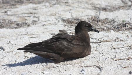 Christmas Shearwater