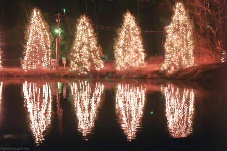 Christmas trees reflection