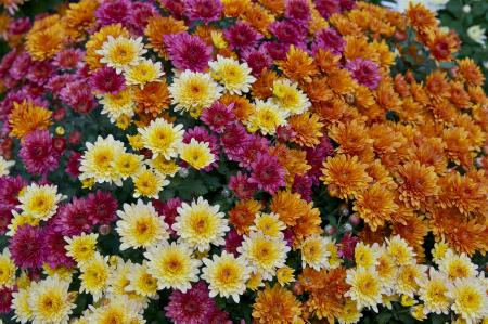 Chrysanthemums