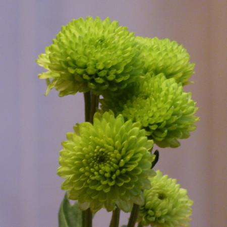 Chrysanthemums