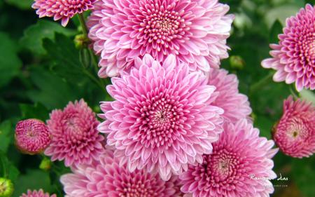 Beautiful pink flowers