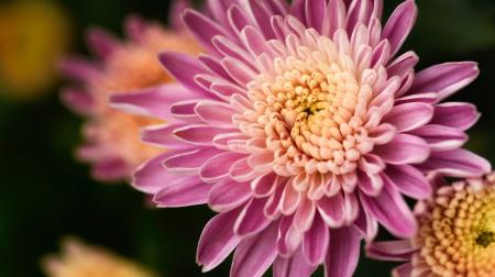 Chrysanthemum in the Garden