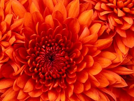 Chrysanthemum in the Garden