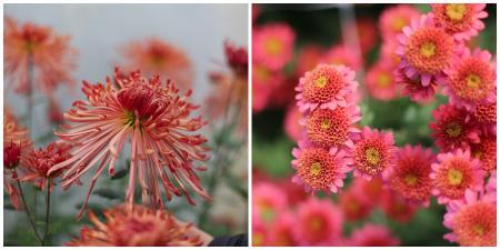 Chrysanthemums