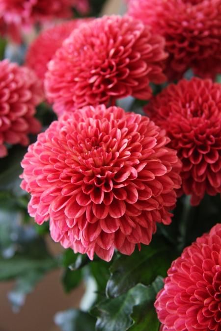 Chrysanthemums