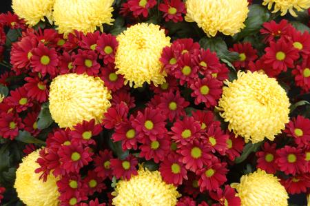 Chrysanthemums