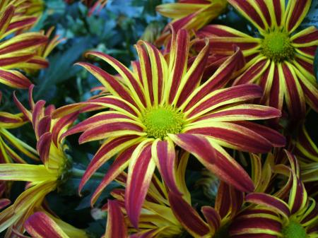 Chrysanthemums in the Garden