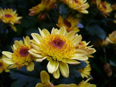 Chrysanthemums in the Garden