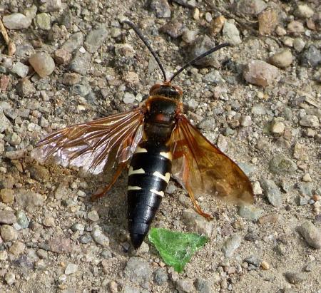 Cicada Killer Wasp