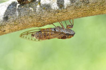 Cigarra - Macro