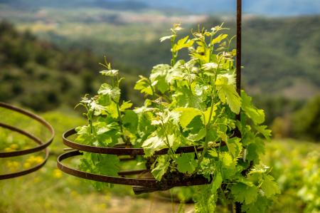 Circular Vines