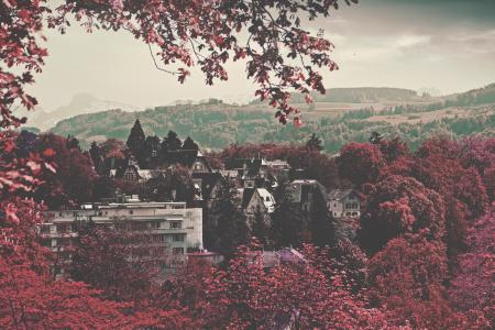 City Buildings Surrounded Maroon Leaved Forest during Daytime