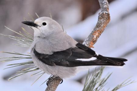 Clarks Nutcracker