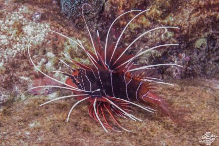Clearfin Lion Fish