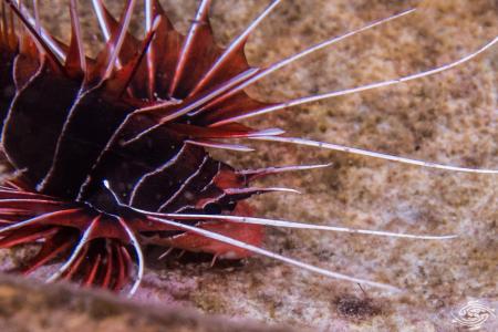 Clearfin Lion Fish