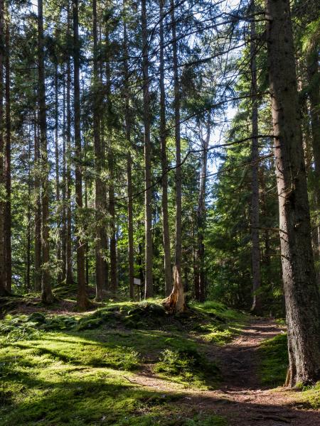 Clearing with tree stump in Gullmarsskogen ravine 1