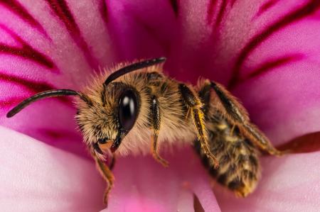 Macro Flower