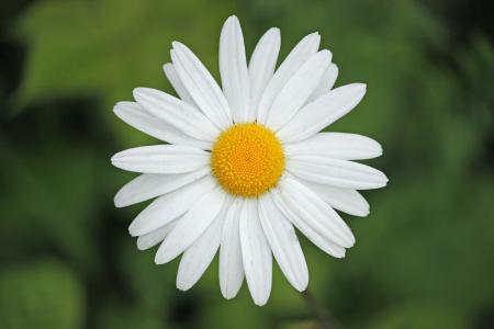 Close Up Daisy