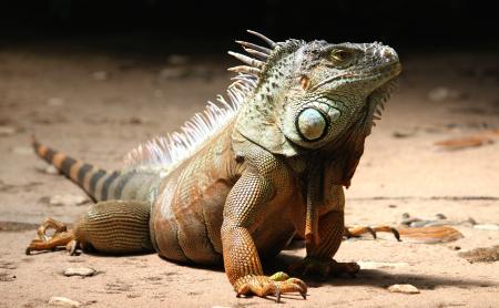 Close-up of a Iguana