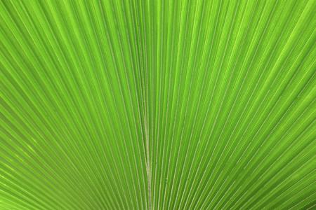 Close-up of a large green tropical leaf