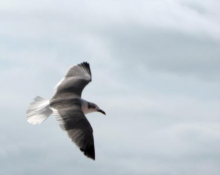 Close-up of a seagull flying