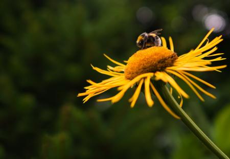 Close-up of Bee on Yellow Flower