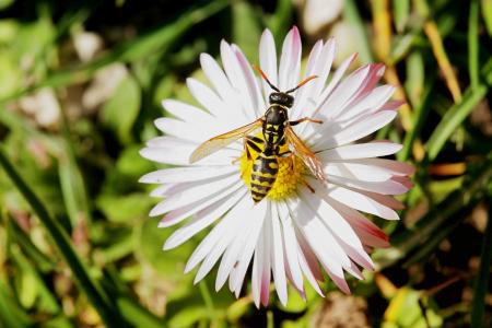 Close-up of Bee Pollinating on Fresh Flower