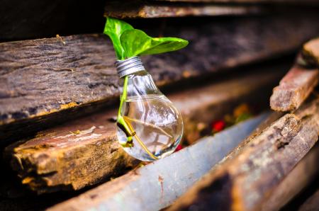 Close-up of Beer Bottles on Wood