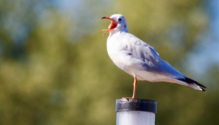Close-up of Bird Perching on Wood