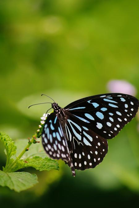 Close-up of Butterfly