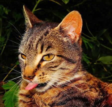 Close-up of Cat