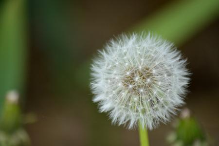 Dandelion Closeup