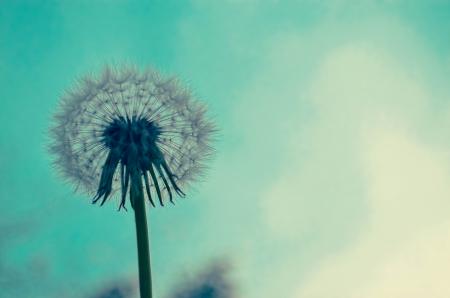 Close-up of Dandelion