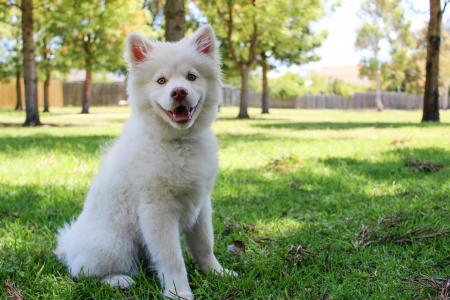 Close-up of Dog  on Grass