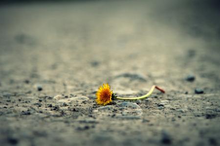 Close-up of Flower on Sand